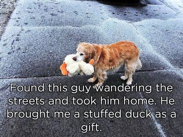 Pets like to give gifts