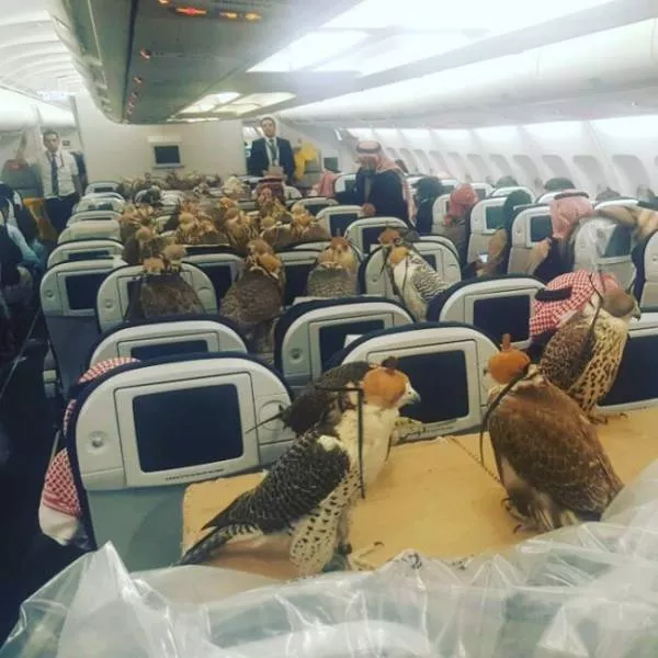 Animals in flight