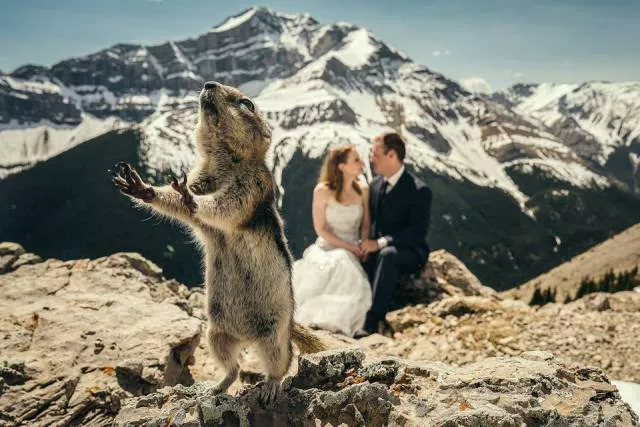 Animals are the kings of photobomb - #1 