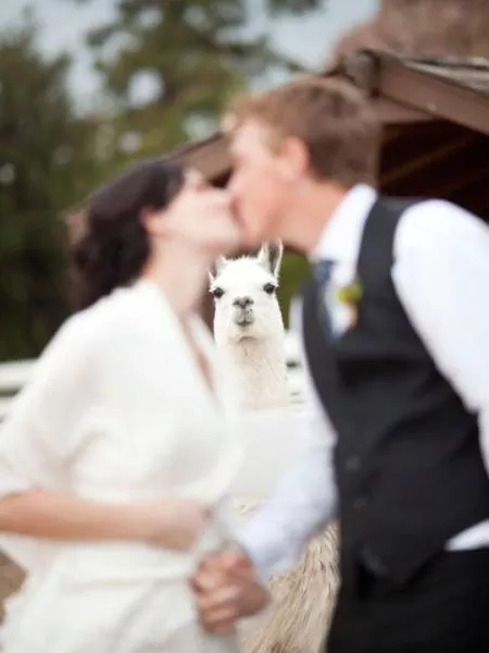 Animals are the kings of photobomb - #10 