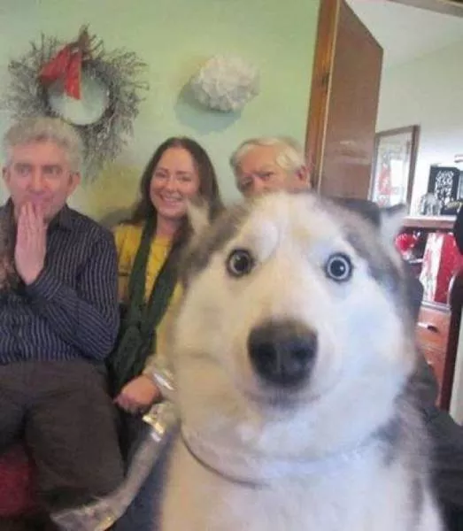 Animals are the kings of photobomb - #20 