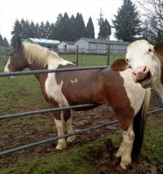 Animals are the kings of photobomb - #22 
