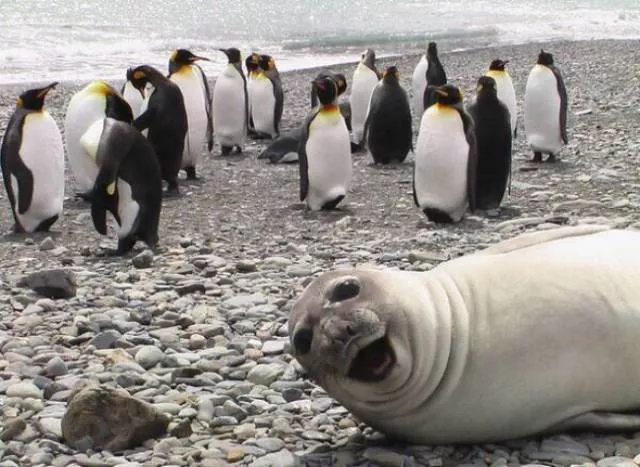 Animals are the kings of photobomb - #8 