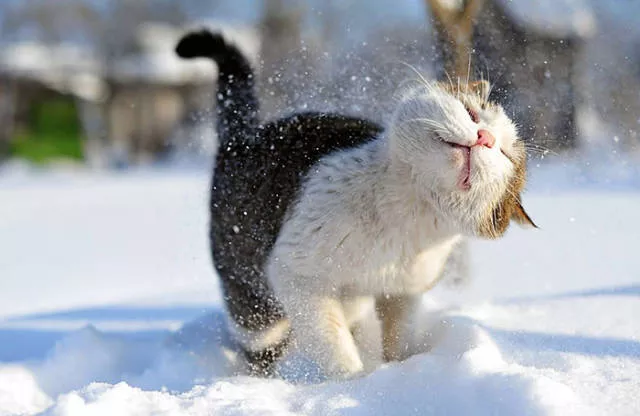 Funny animals vs snow