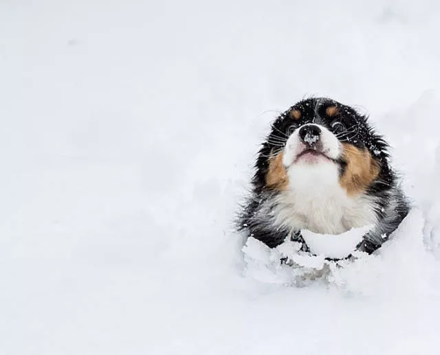 Funny animals vs snow - #15 