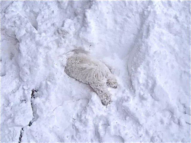 Funny animals vs snow - #22 