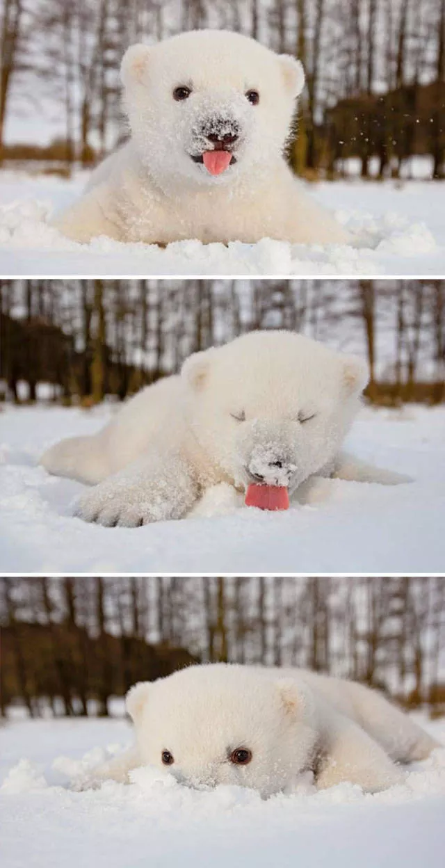 Funny animals vs snow - #27 