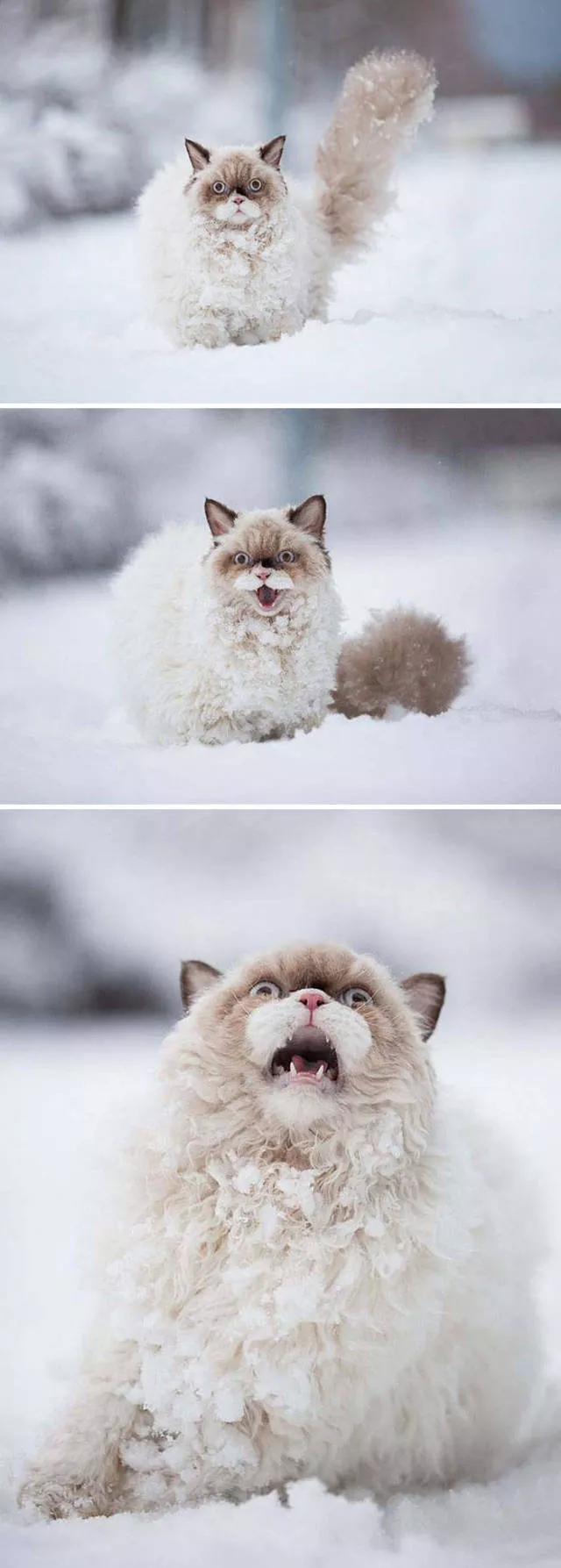 Funny animals vs snow