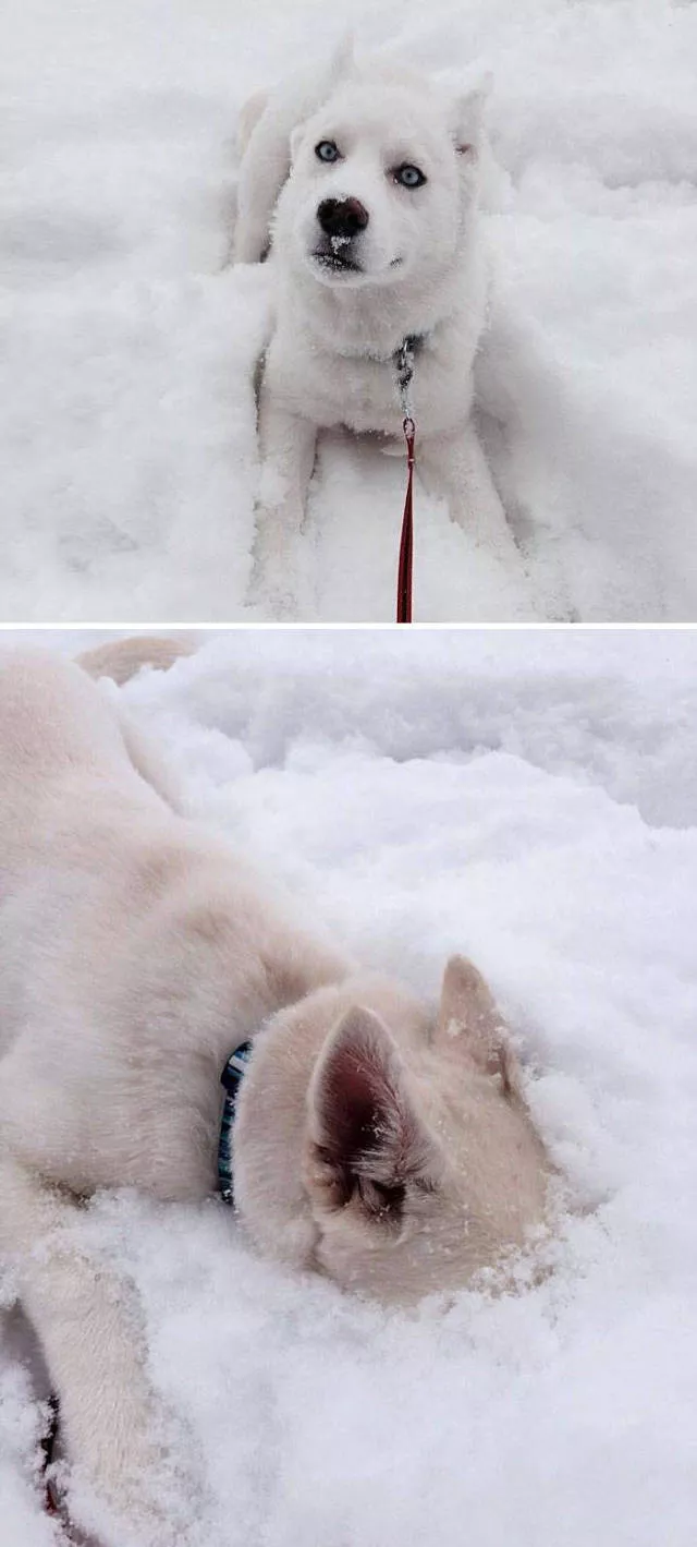 Funny animals vs snow - #29 