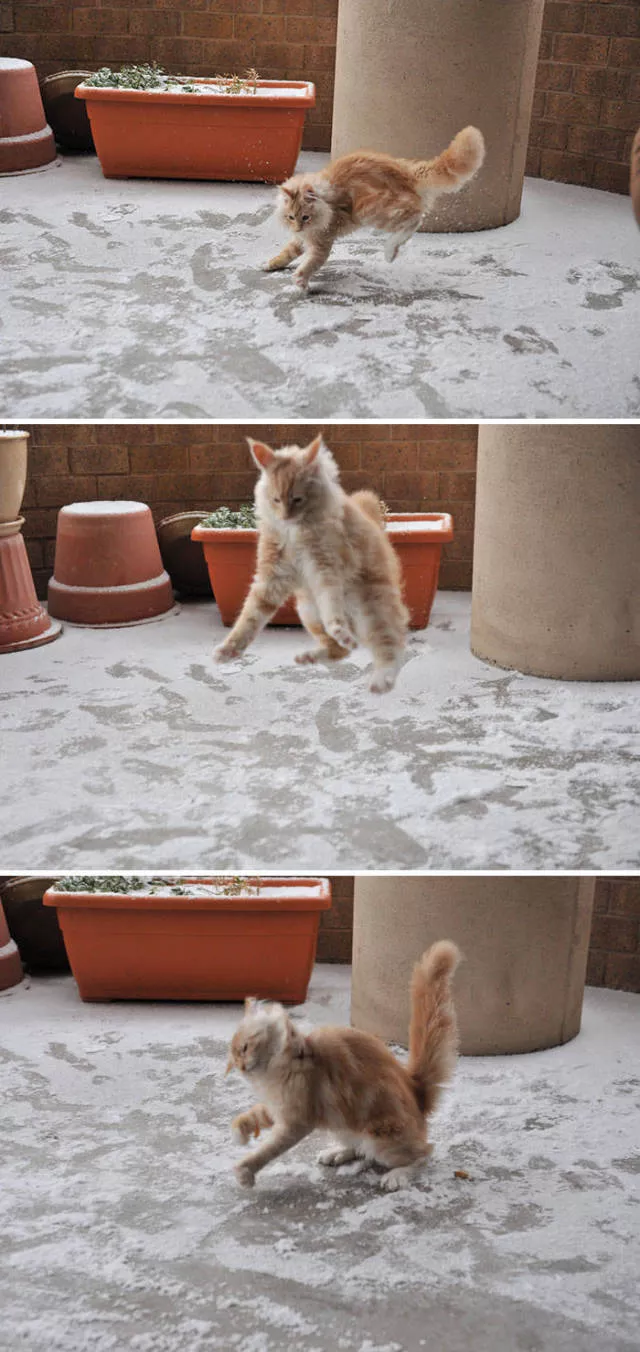 Animaux drles vs neige