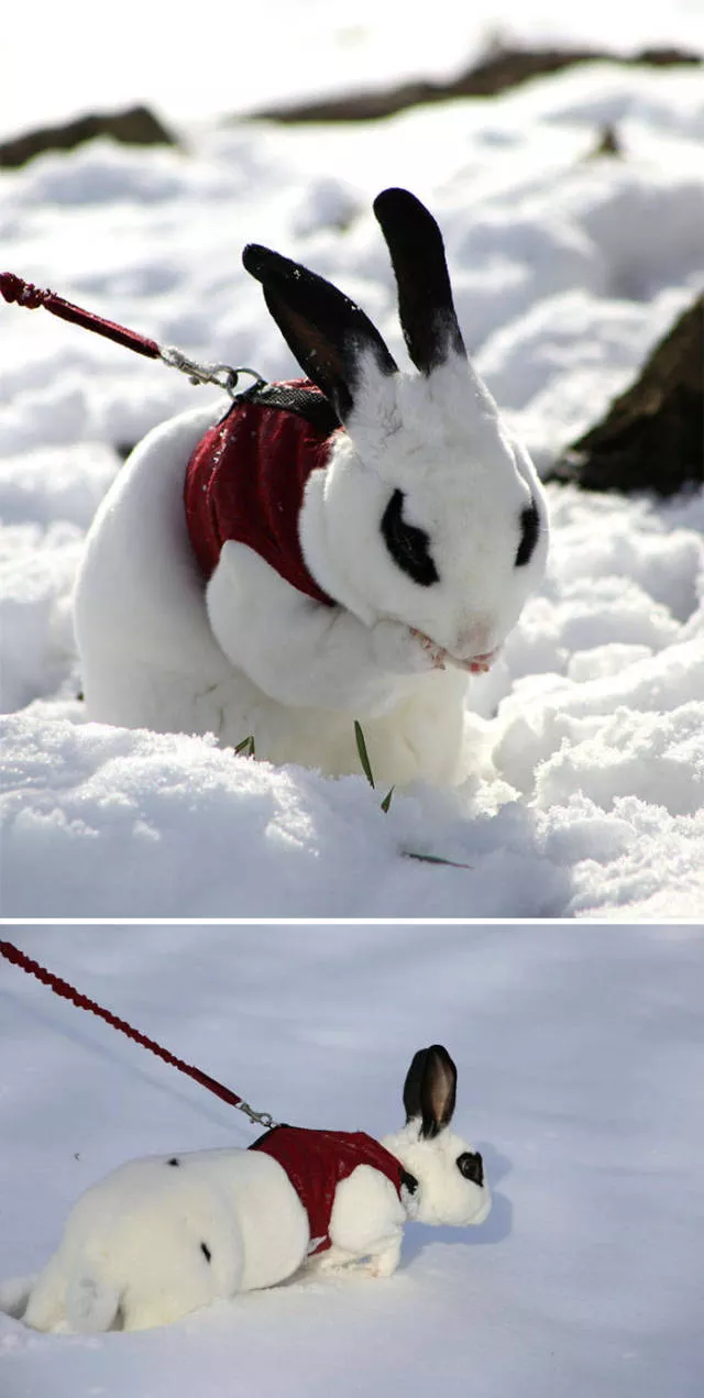 Funny animals vs snow - #31 