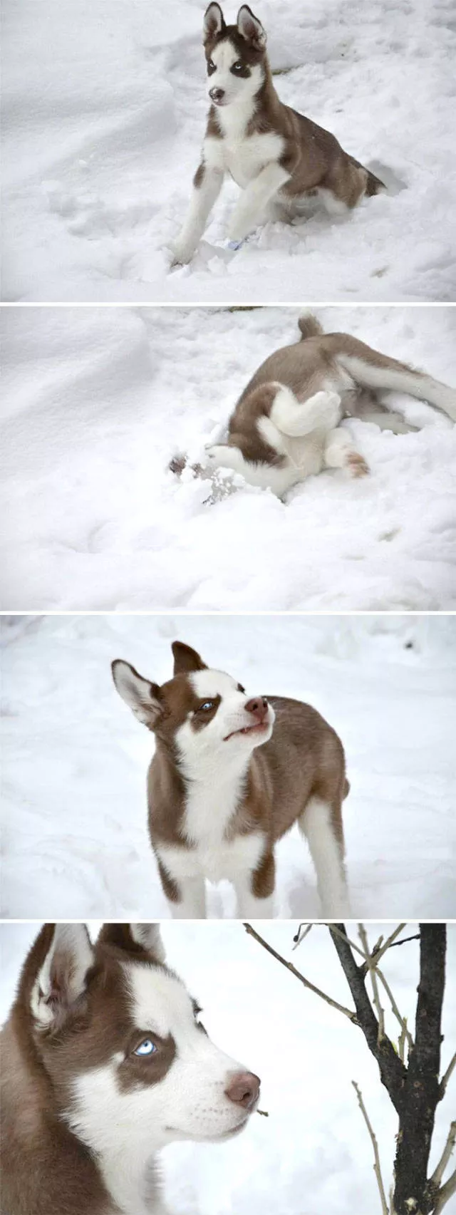 Funny animals vs snow - #33 