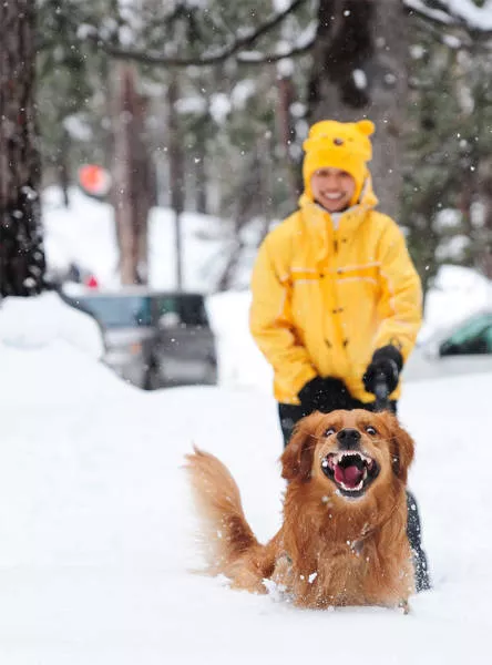 Funny animals vs snow - #36 