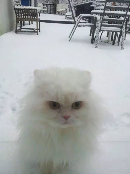 Funny animals vs snow - #37 