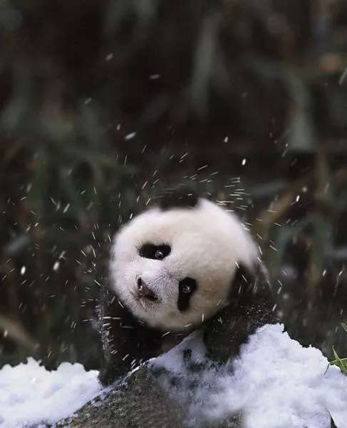Funny animals vs snow - #9 