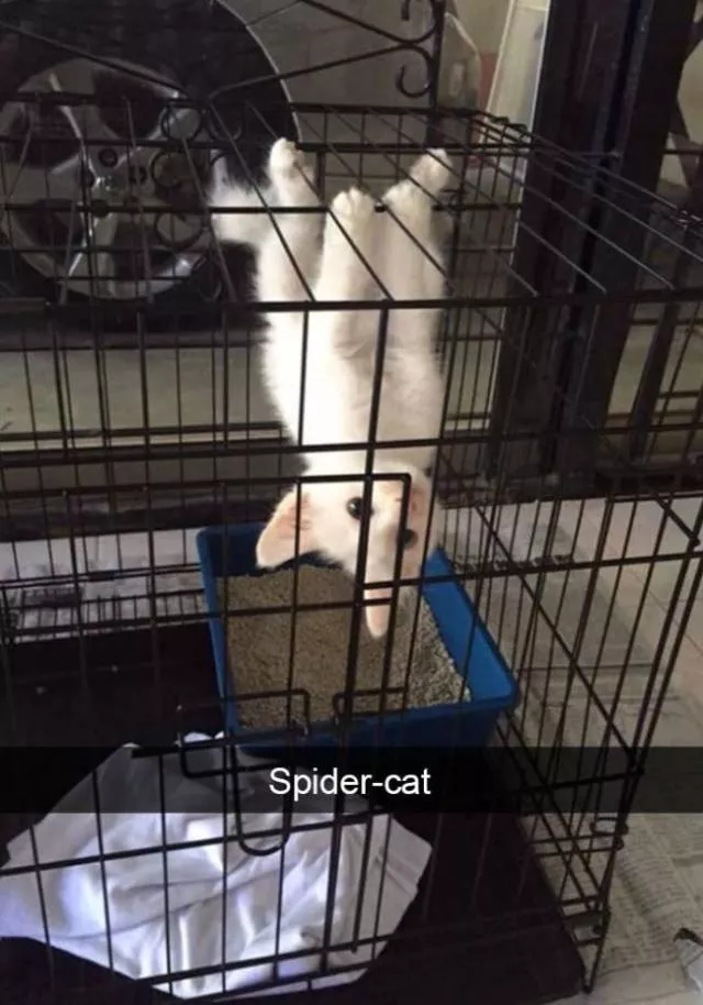 Funniest and hilarious cat snapchats