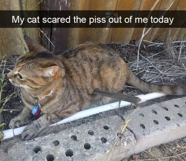Funniest and hilarious cat snapchats - #13 
