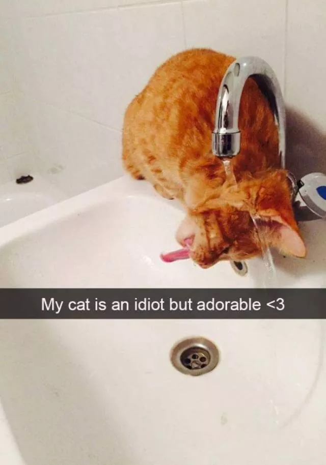Les snapchats des chats les plus drles et hilarants - #18 