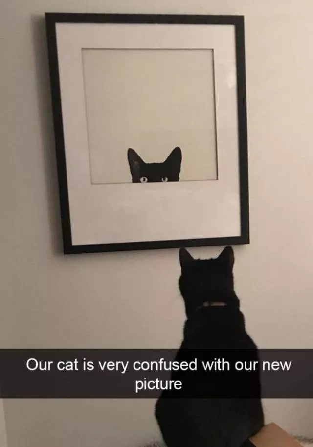 Funniest and hilarious cat snapchats - #21 