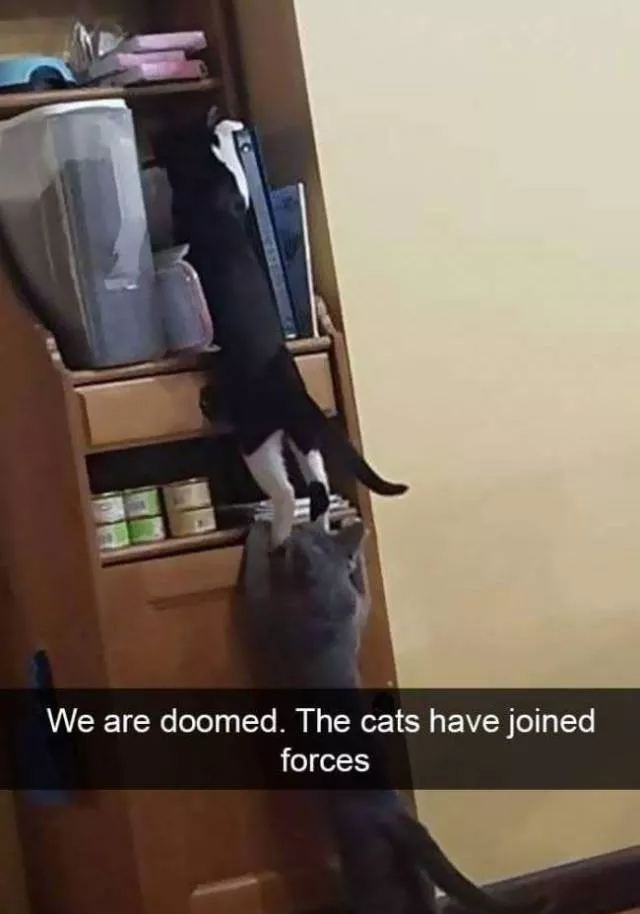 Funniest and hilarious cat snapchats - #22 