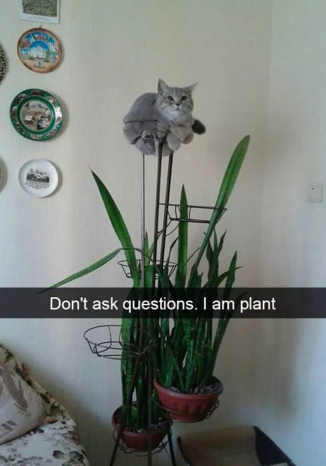 Funniest and hilarious cat snapchats
