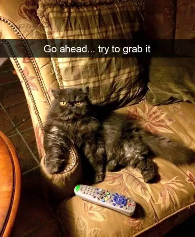 Funniest and hilarious cat snapchats - #24 