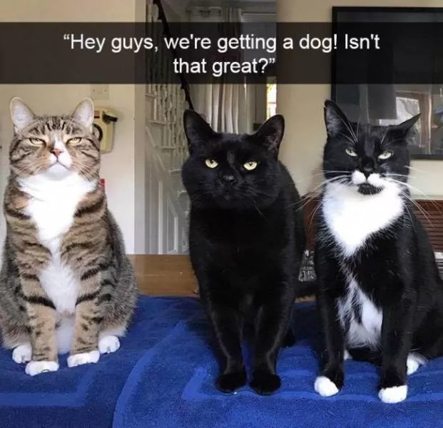 Funniest and hilarious cat snapchats - #25 