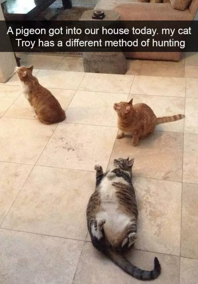 Funniest and hilarious cat snapchats - #26 