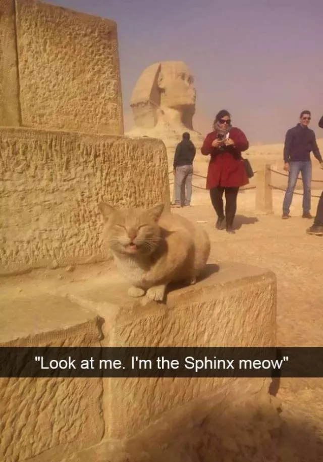 Funniest and hilarious cat snapchats - #27 