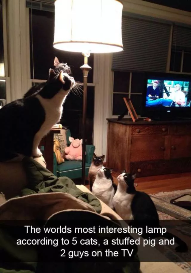 Funniest and hilarious cat snapchats - #7 
