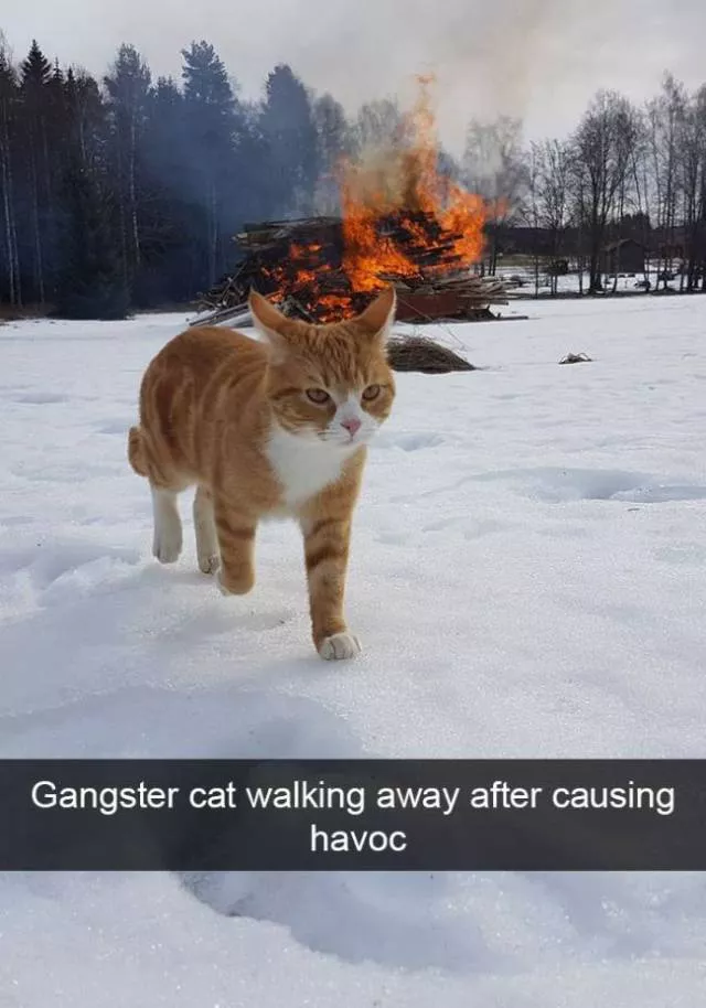 Funniest and hilarious cat snapchats - #8 