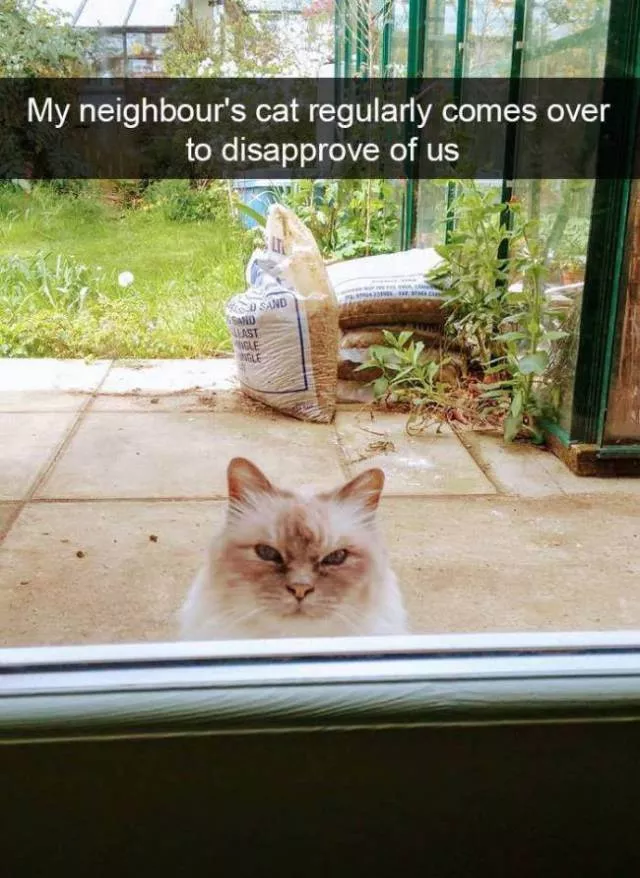 Funniest and hilarious cat snapchats - #9 