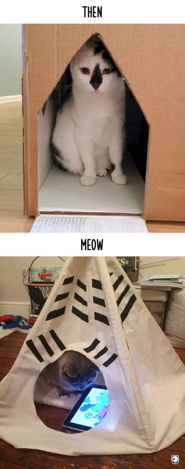 Technology has changed the habits of cats - #13 