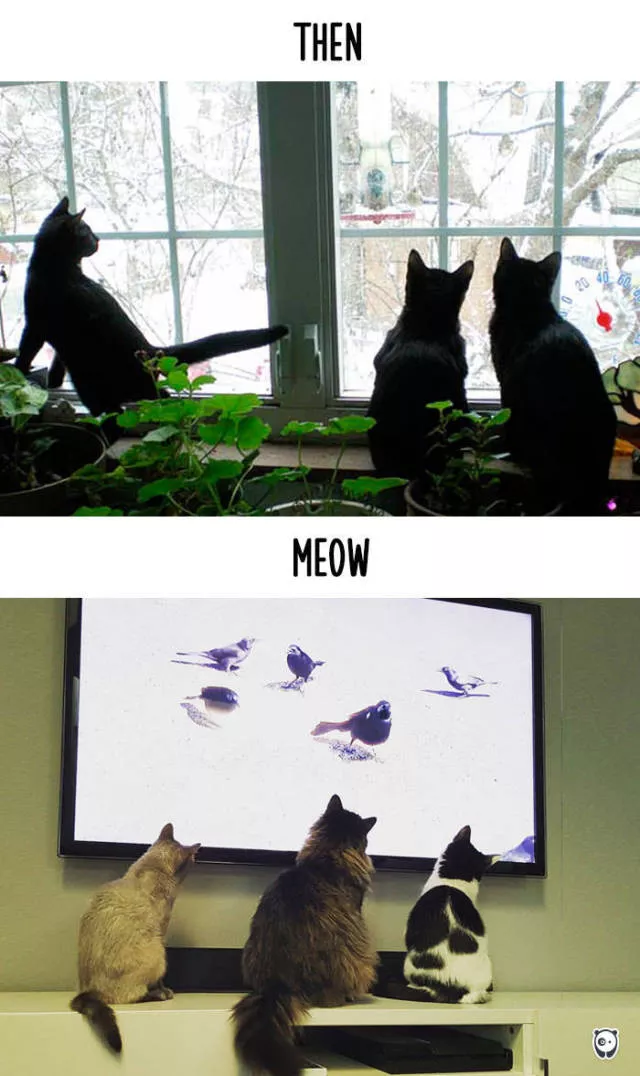 La technologie a elle chang les habitudes des chats