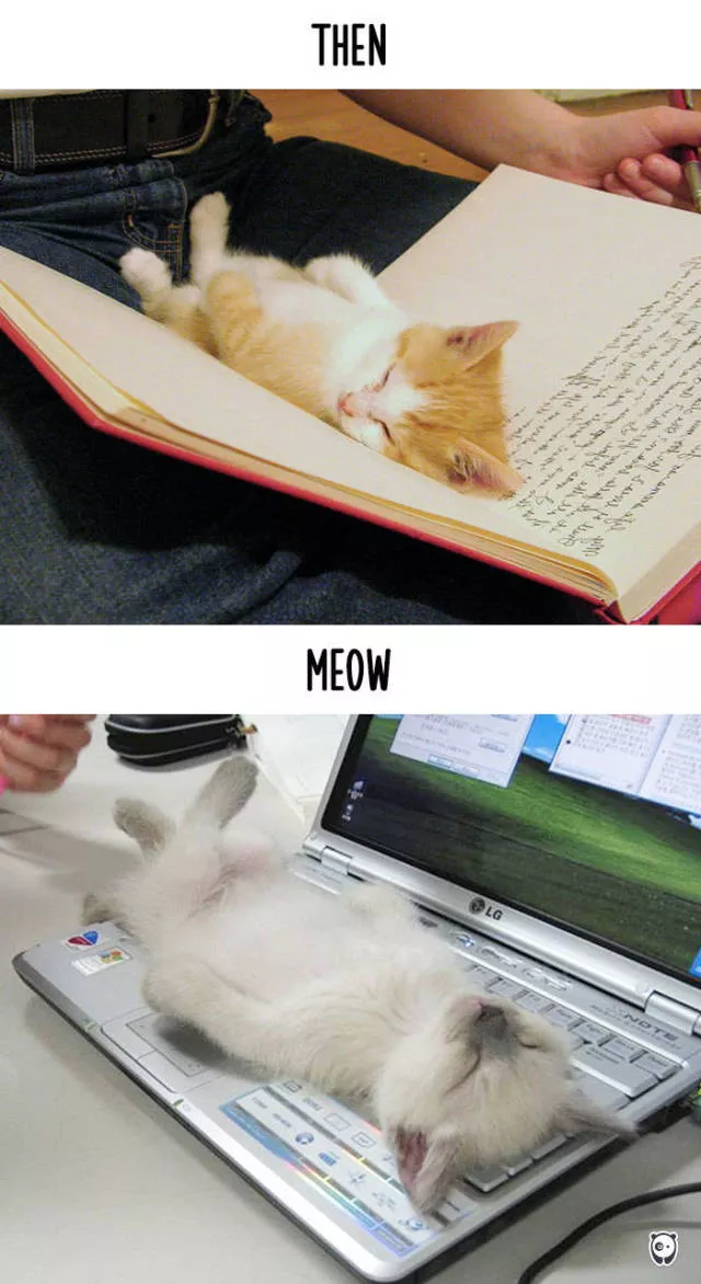 Technology has changed the habits of cats - #2 