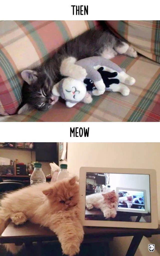 Technology has changed the habits of cats - #9 
