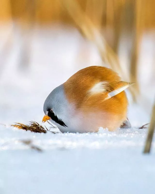 Cutest bird photos youll ever see