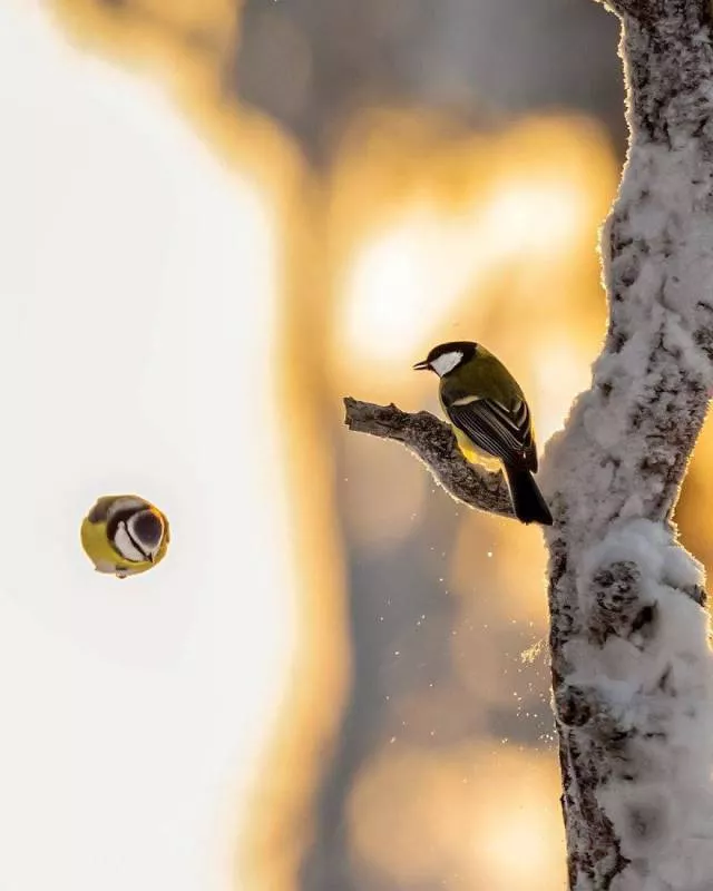 Cutest bird photos youll ever see - #14 
