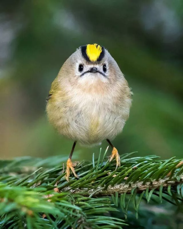 Cutest bird photos youll ever see - #16 