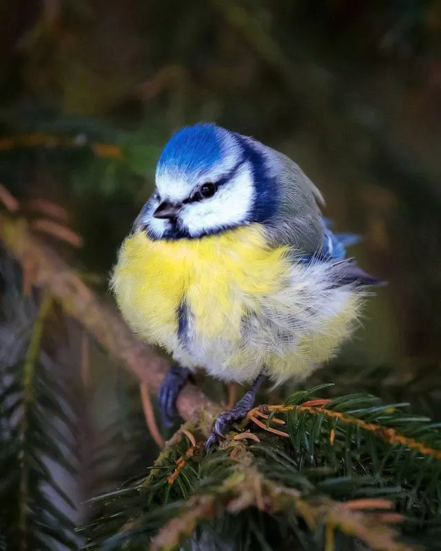 Cutest bird photos youll ever see - #17 