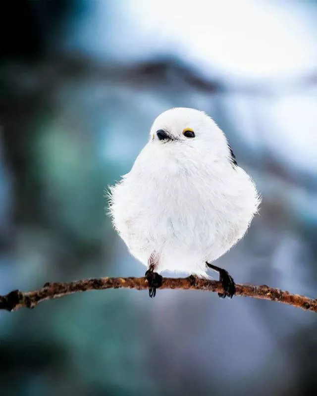 Cutest bird photos youll ever see