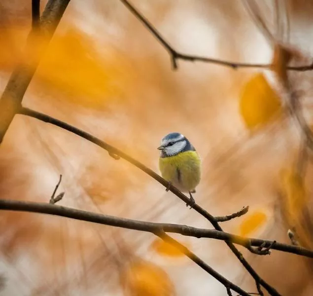 Cutest bird photos youll ever see - #6 