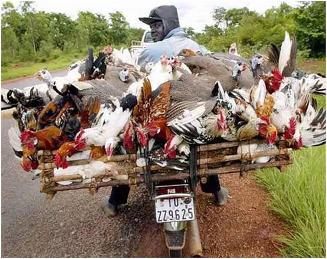 Weird modes of transportation from around the world - #11 