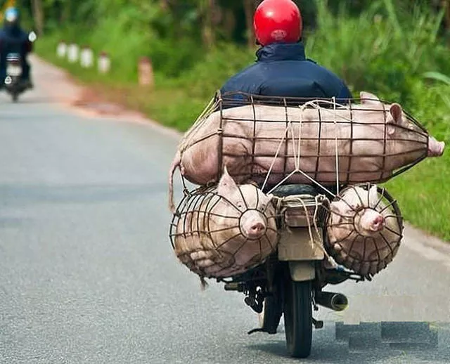 Weird modes of transportation from around the world - #12 