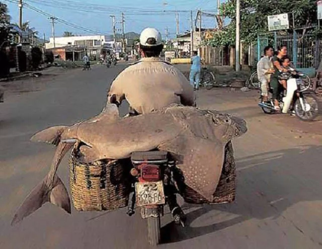 Weird modes of transportation from around the world - #15 