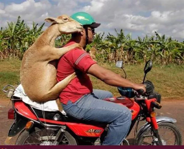 Weird modes of transportation from around the world