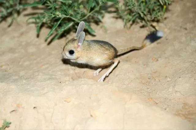 The smallest animals in the world