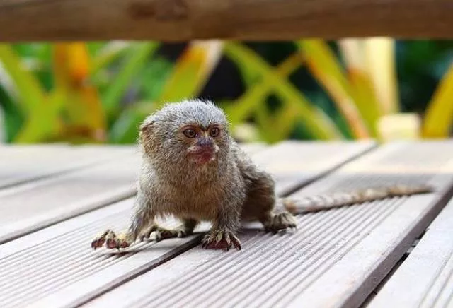 The smallest animals in the world - #3 