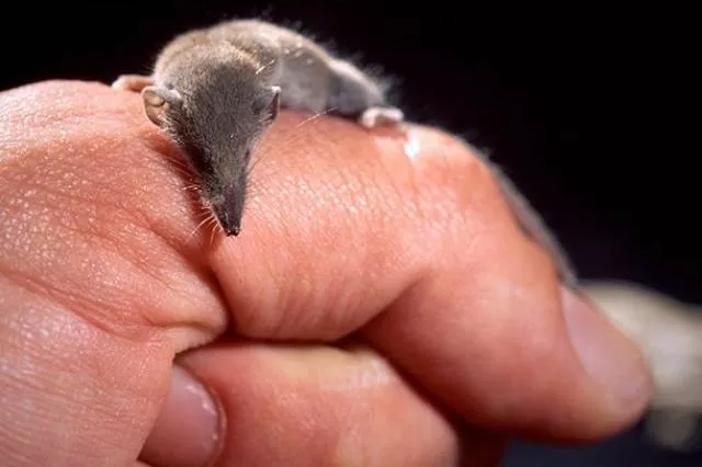 The smallest animals in the world - #9 