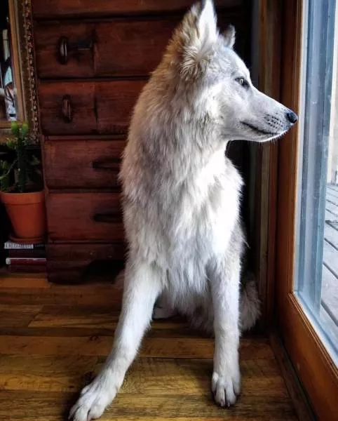 Wolf dog hybrid - #1 